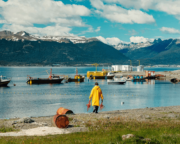 Almanza, atardecer y Pingüinos - 3