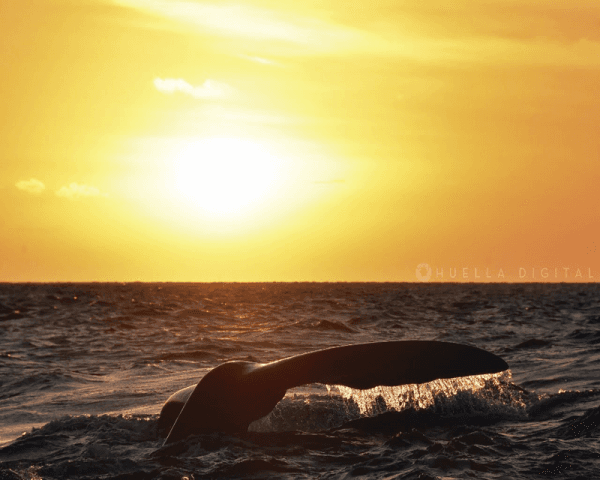 Avistaje de Ballenas - 4