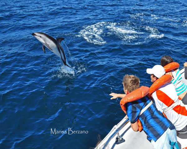 Avistaje de Delfines - 2