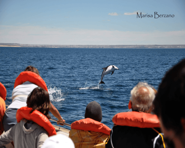 Avistaje de Delfines - 4