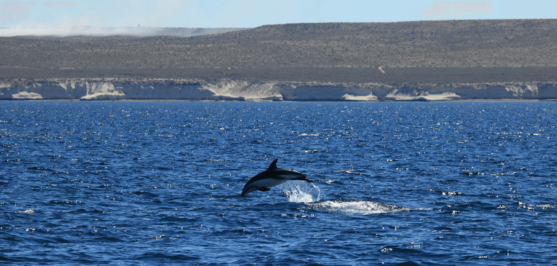 Avistaje de Delfines