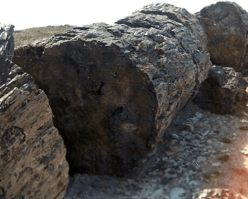 Bosque Petrificado La Leona - 2