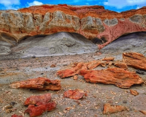 Bosque Petrificado Sarmiento - 2