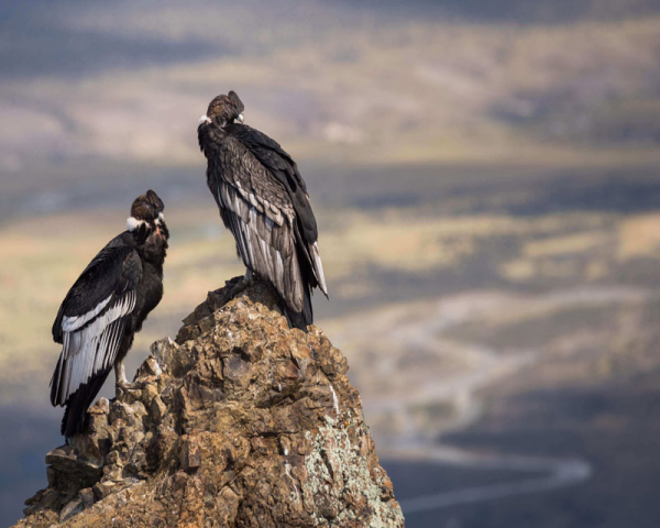 Cóndores de la Patagonia - 2