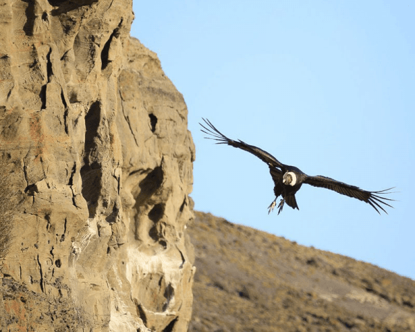 Cóndores de la Patagonia - 3