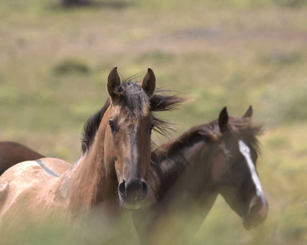 En busca de caballos baguales - 2