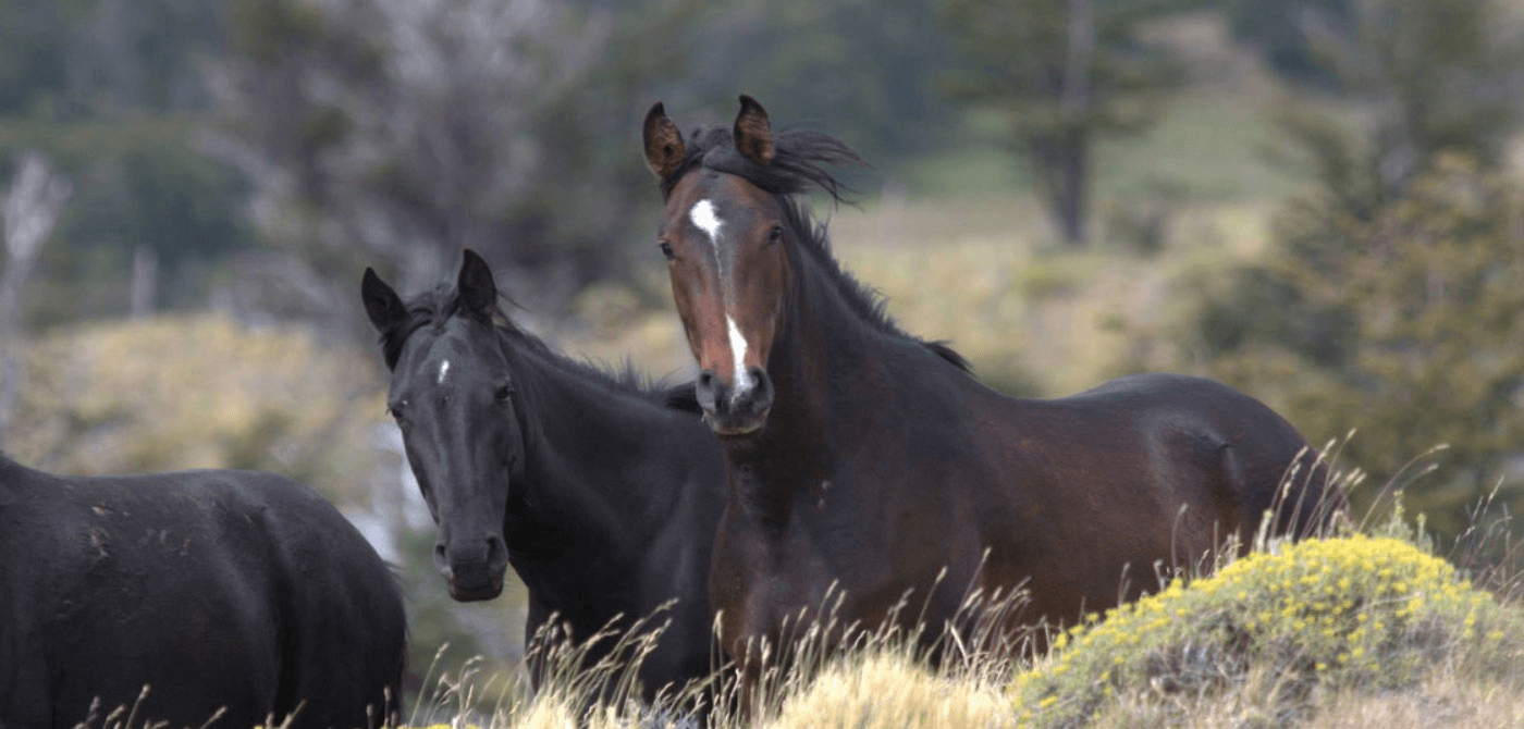 En busca de caballos baguales