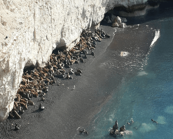 Lobería Punta Loma - 3