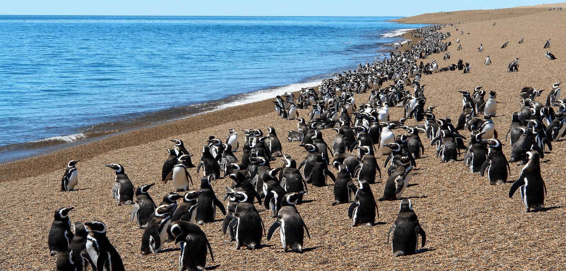 Península y Pingüinera San Lorenzo