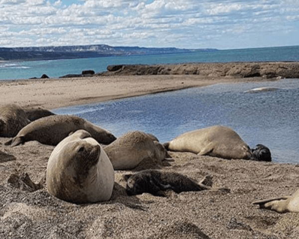 Tombo - Isla Escondida - 3