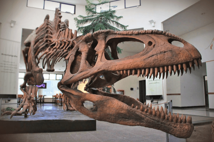 Tombo - Trelew - Gaiman - 3