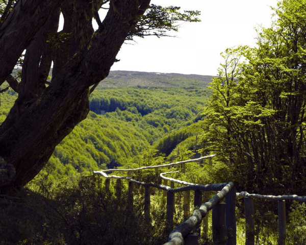 Trekking en Reserva Magallanes - 3