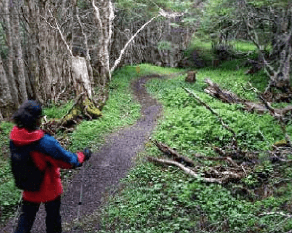 Trekking en Reserva Magallanes - 4