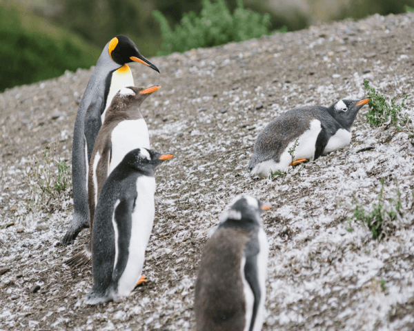 Trekking Pingüinera por tierra - 2